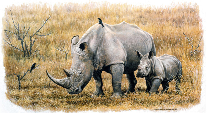 white rhino and calf 1999 johan hoekstra wildlife art