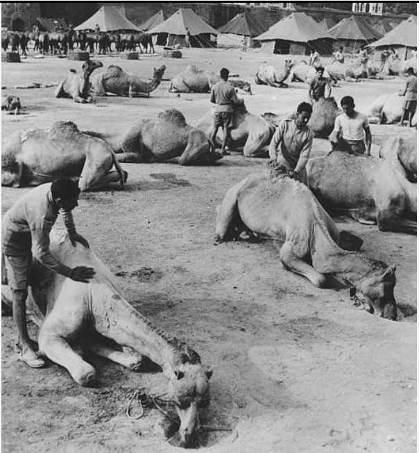 Jaisalmer Risala 1951 15 Jan to take part in parade first army camel